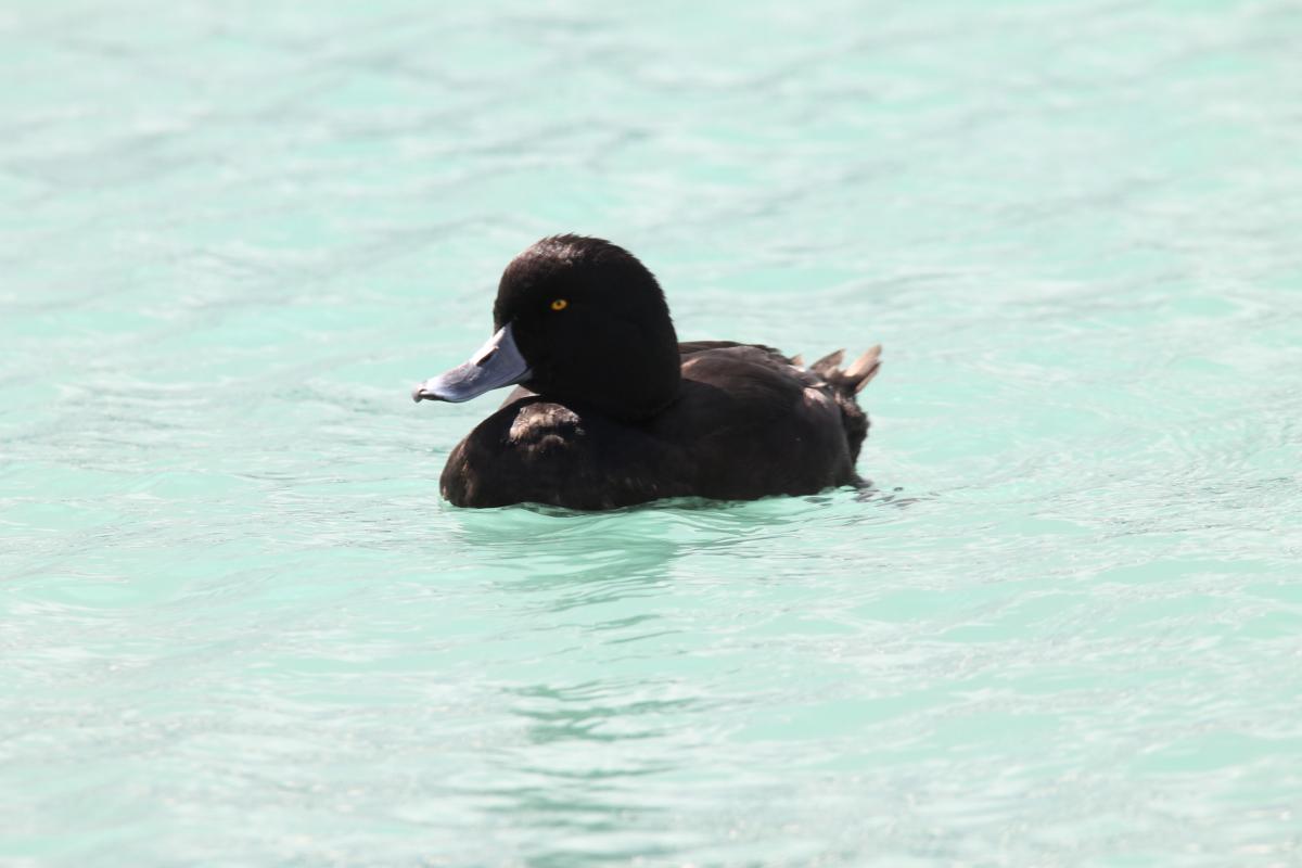 New Zealand Scaup (Aythya novaeseelandiae), Twizel-Omarama Road, Glenbrook, Canterbury, New Zealand, 2014-03-03 New Zealand Scaup (Aythya novaeseelandiae)